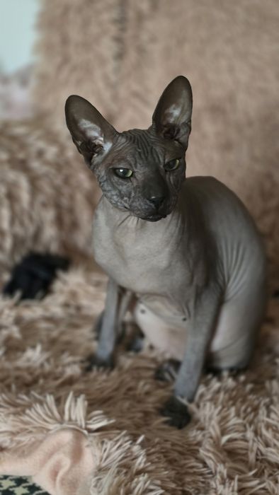 WCF DON Sphynx kotek