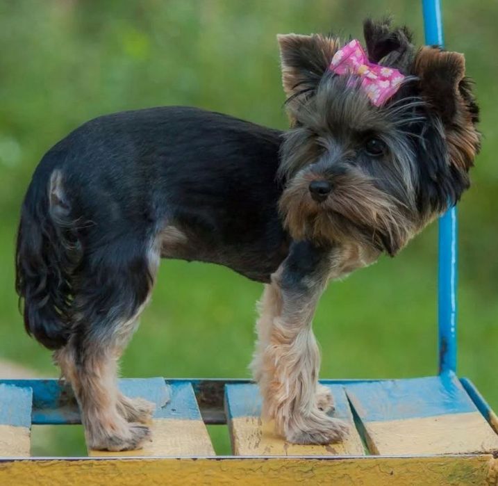 Стрижка йорків , та собак малих порід , грумінг