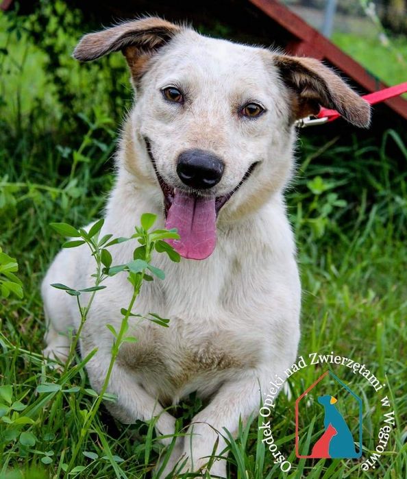 Brutek - psiak do pokochania