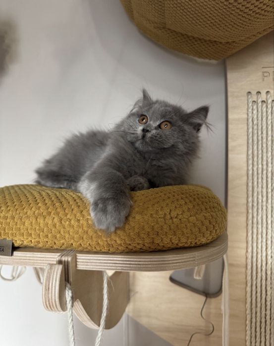 Kotka dlugowłosa gotowa do odbioru