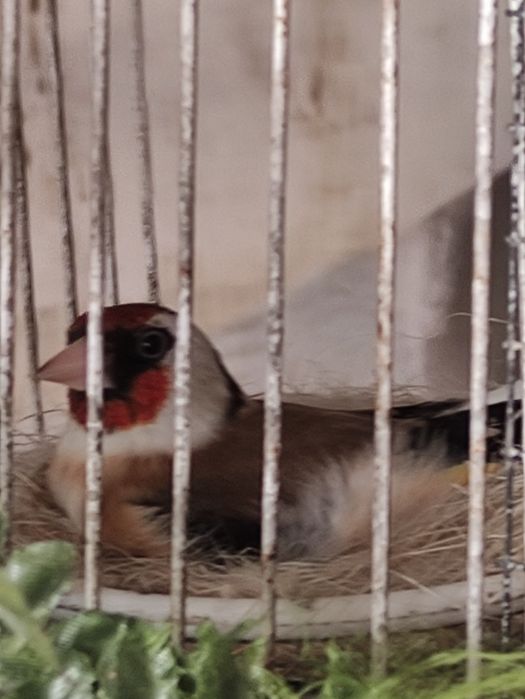 Cedência de pássaros