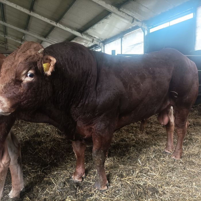 Sprzedam Hodowlane Byki Limousine