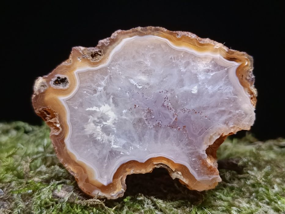 Agat Malawi świnka, połówka