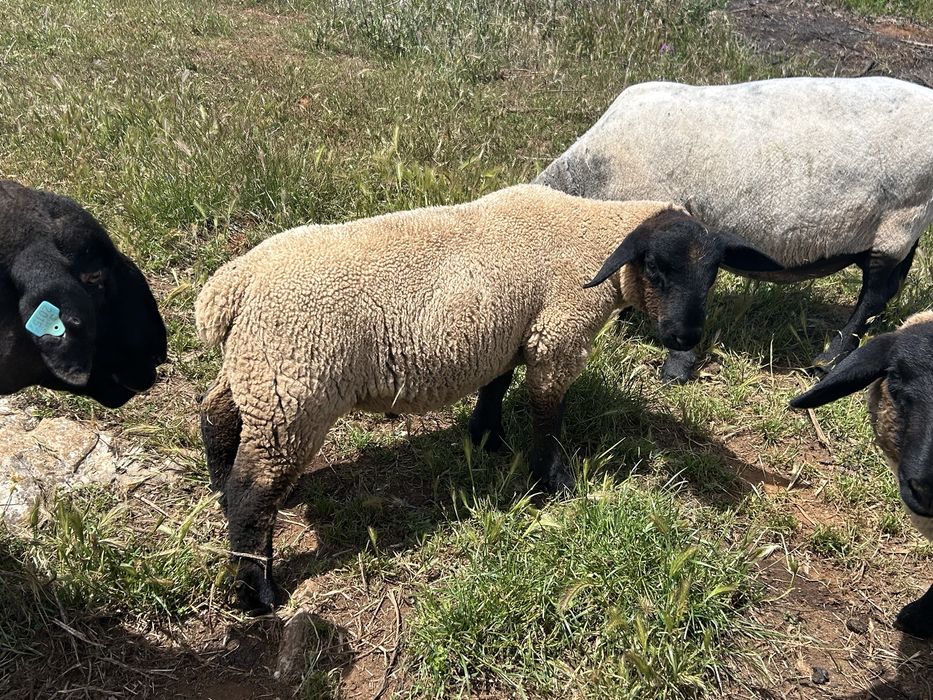 Ovelhas suffolk