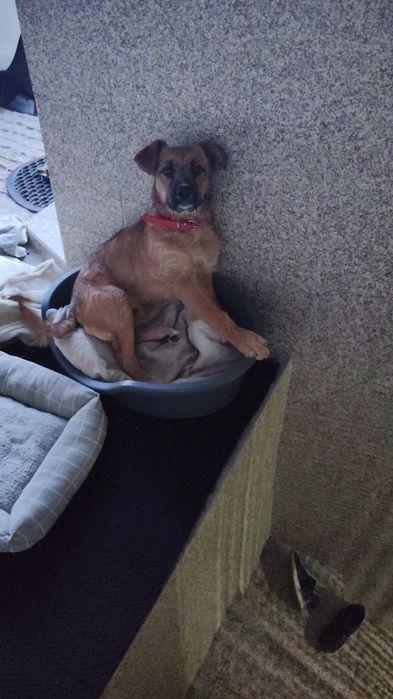 Cadela para adoção