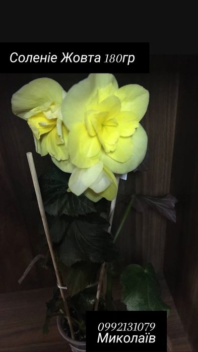 Продаю свои  комнатные растения   НЕ ГОЛАНДИЯ  это ВАЖНО