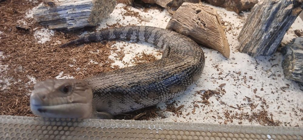Scynk olbrzymi Terrarium24 Lublin