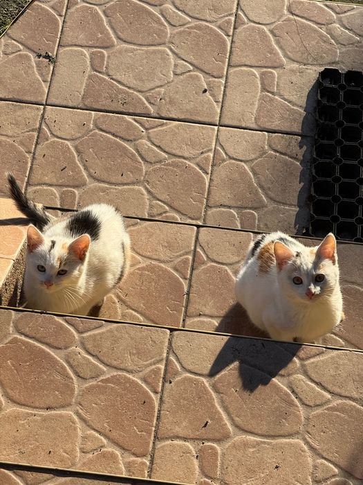 Dwie kotki szukaja nowego domu !
