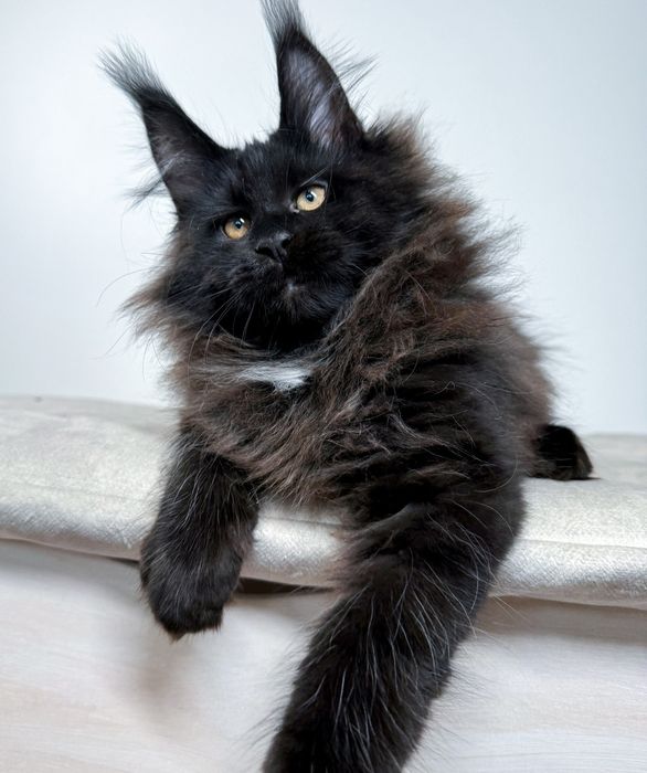 На продажу розкішни кошенята Мейн Кун