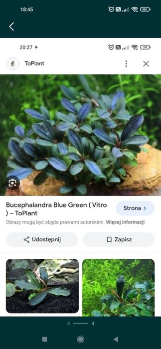Bucephalandra blue green, 

Cena podana za jedno kłącze.
Wysyłka od kw