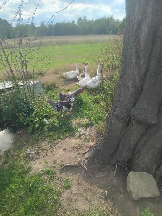 Sprzedam indora do dalszej chodowli