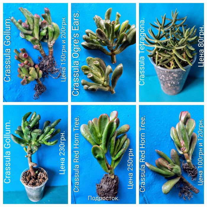 Акцiя! Красули, товстянки, грошовi дерева, Crassula.