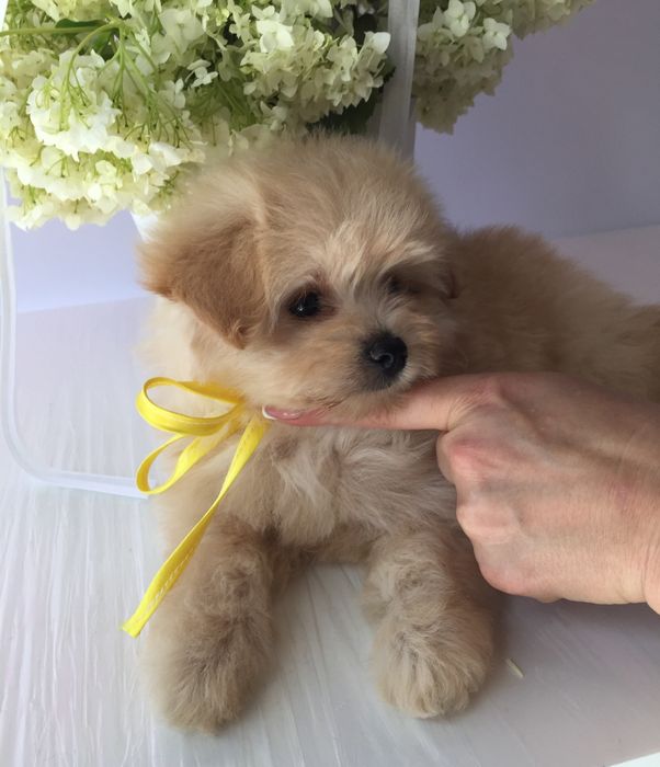 Помапу — Маленькі моделі для обіймів