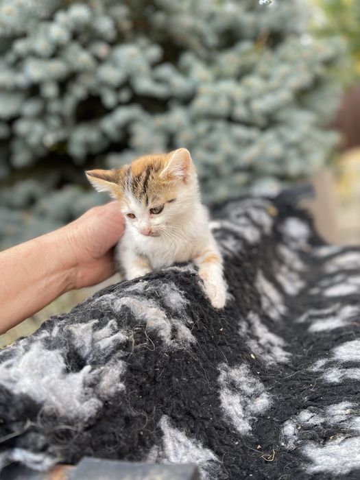 Котята отдам котенок девочка