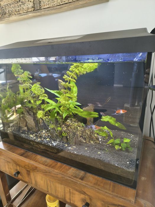 Akwarium z r icałym sprzętem 75L AQUAEL