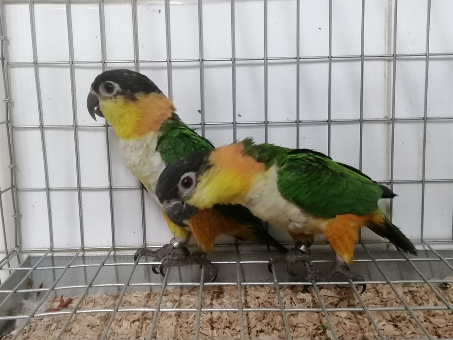 Marianinhas cabeça preta