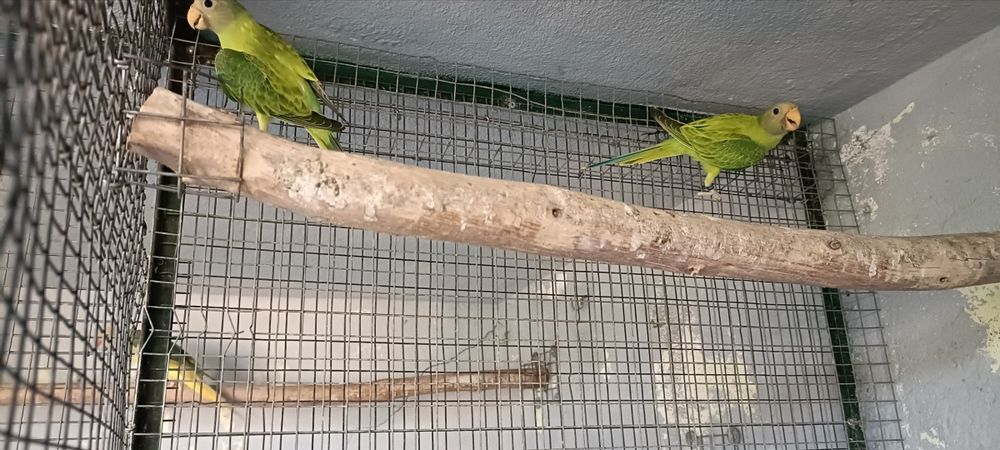 cabeças ameixa opalinos 2026 casal