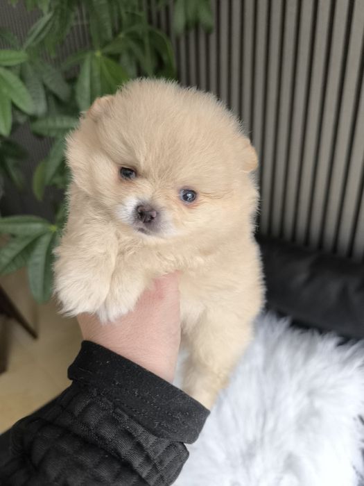 Spitz Anão Lulu da Pomerânia. Menino . Perfeito