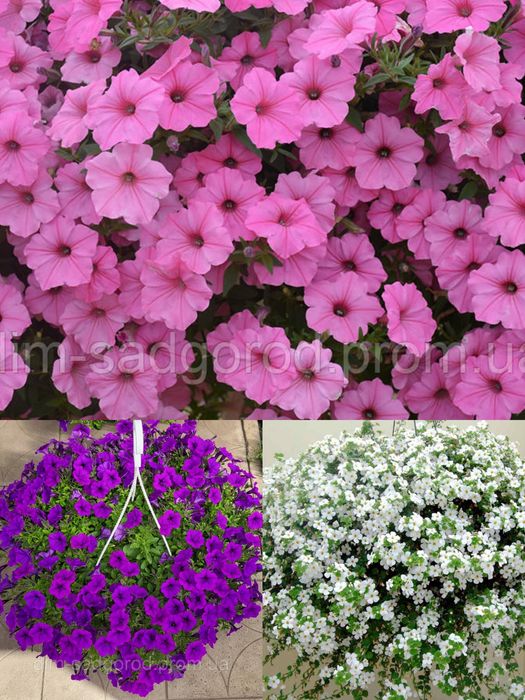 Сурфінія,петунія,калібрахоа,бакопа,вербена,гвоздика,глехома варегата
