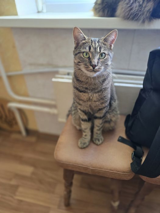 Котик в добрі ручки!