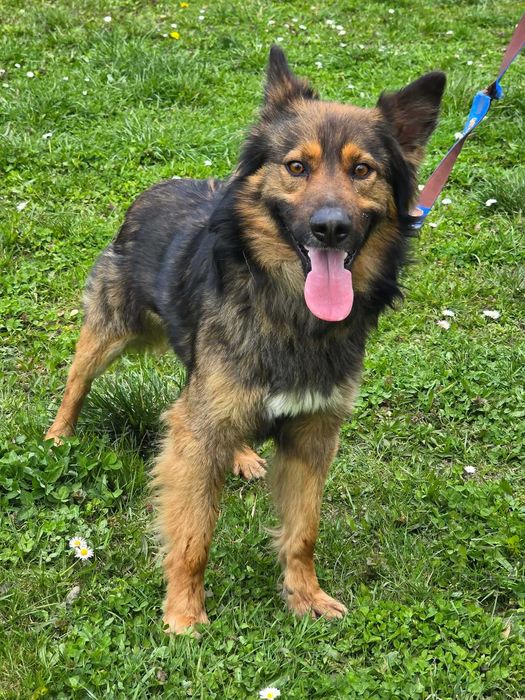 Daster - piesek szuka domu