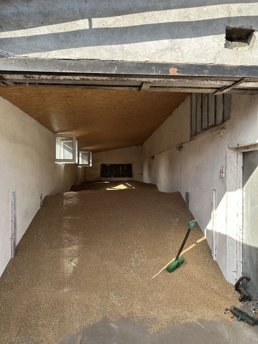 Sprzedam pszenicę jarą „Merkawa „