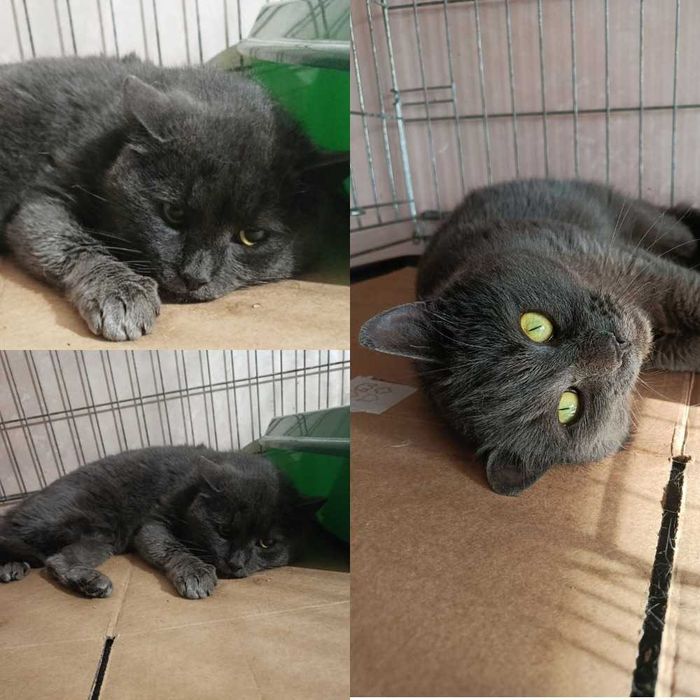 Симпатичный дымчатый котик, 1-2 года