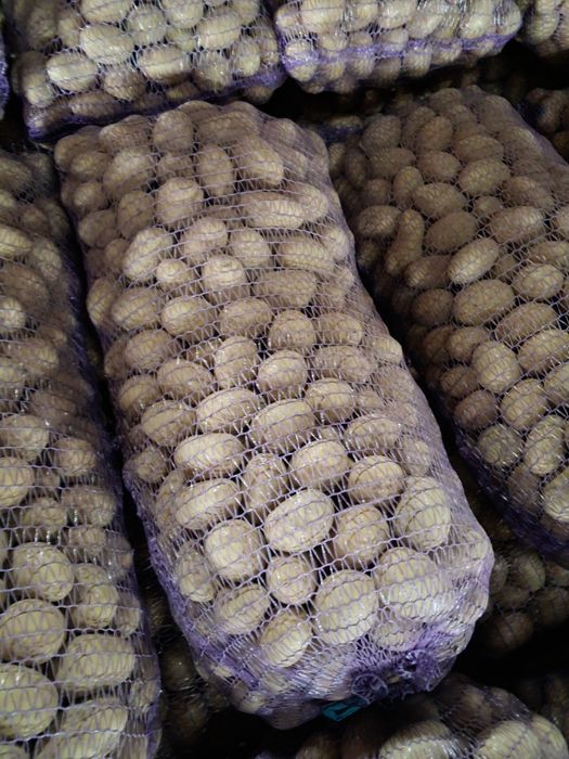 Посадкова картопля Королева Анна, насіннєва картопля, посадка