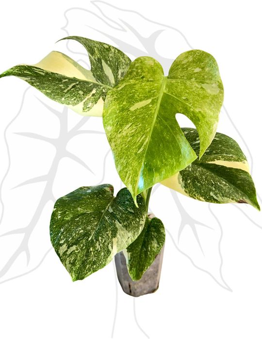 Monstera Legacy Ø-9 cm H-15 cm