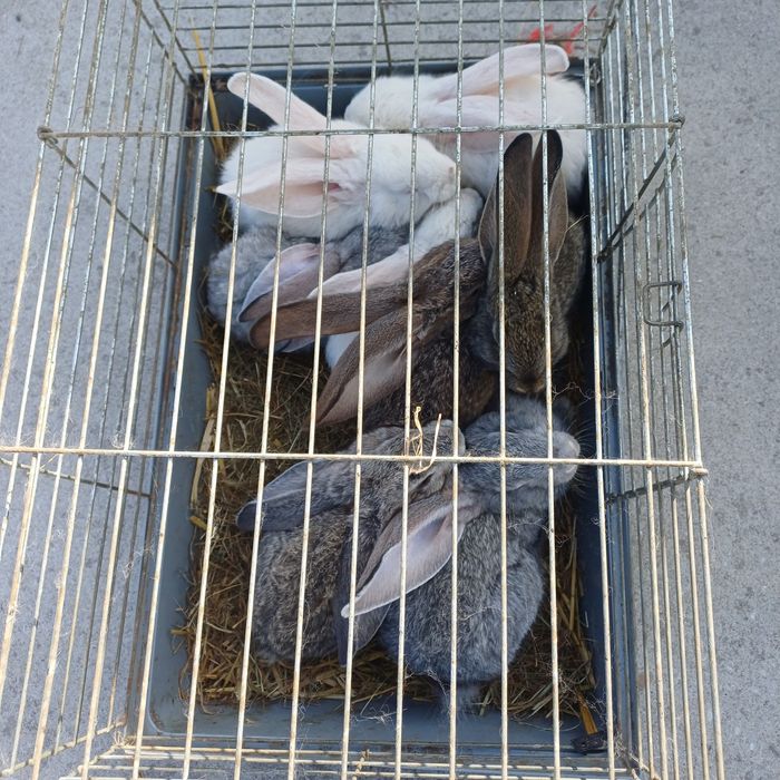 Króliki Belga młode.