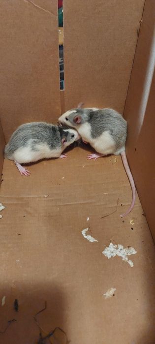 Szczur Szczurek szczurki