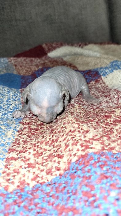 Кошенята канадські сфінкси