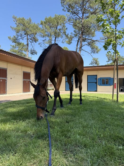 Cavalo de corrida PSI