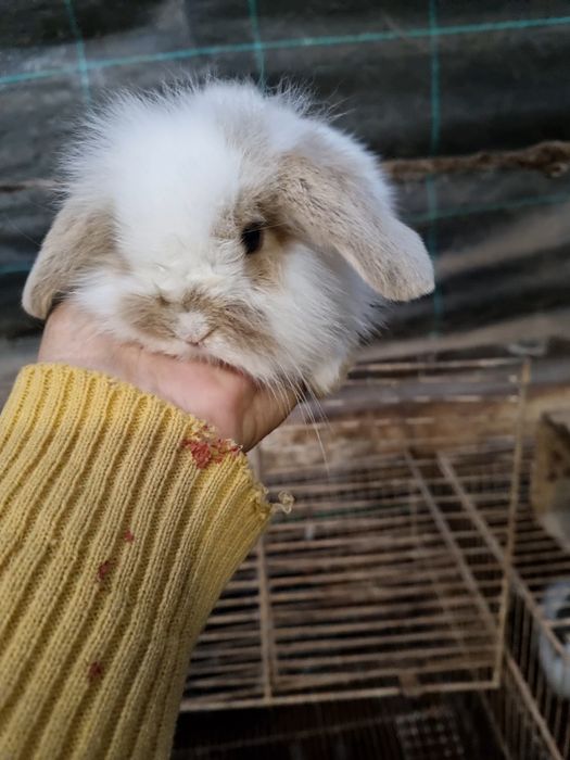 Kit coelhos anoes mini lop, mini holandes e toys na minha criacao