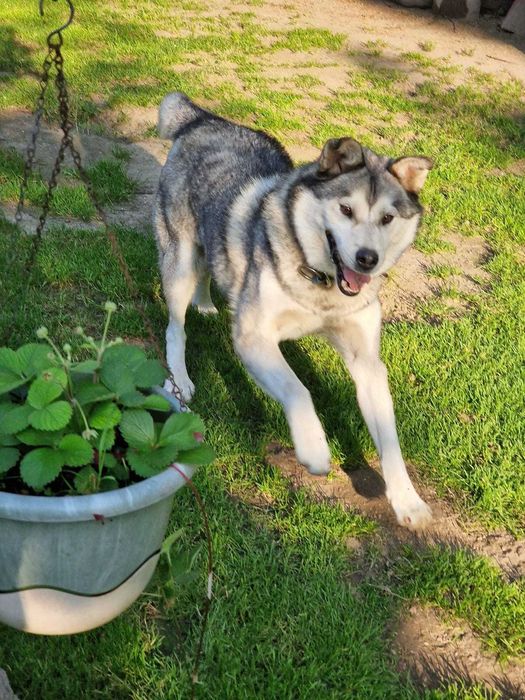 BALTO młody mix alaskan malamute adopcja