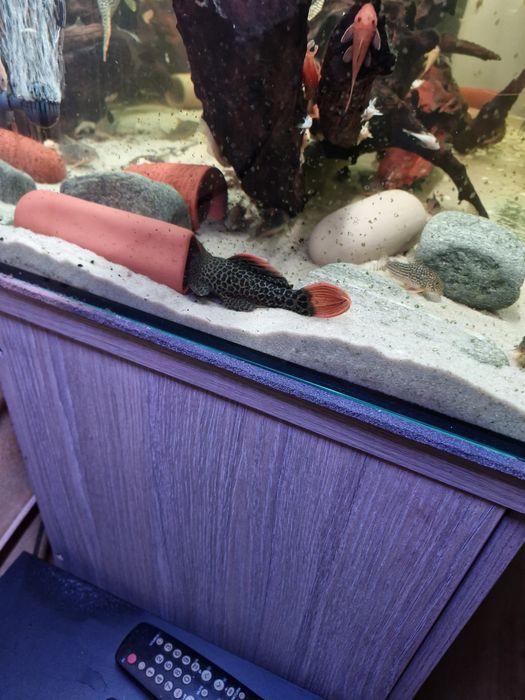 Sprzedam zbrojniki L różnego rodzaju szt