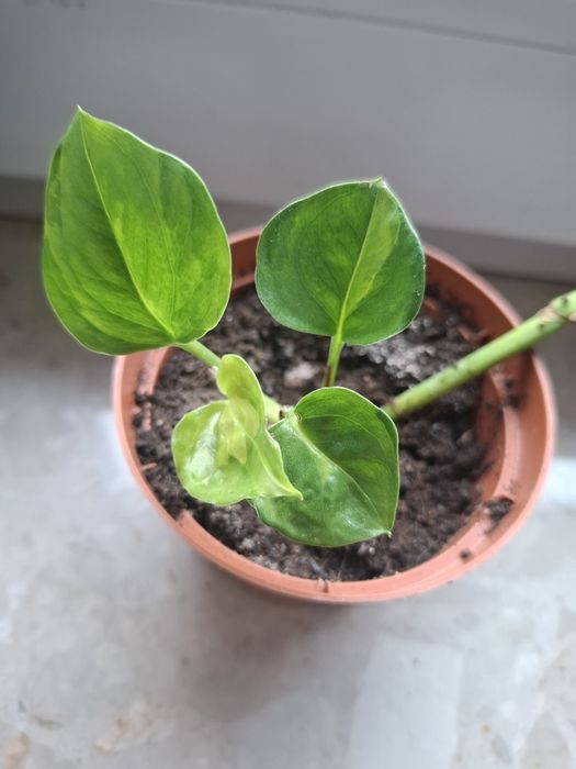 Scindapsus global green