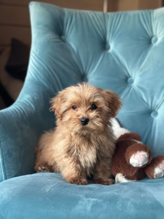 Малыш мальтипу ф1 f1 беби фейс baby face карамельного цвета окраса