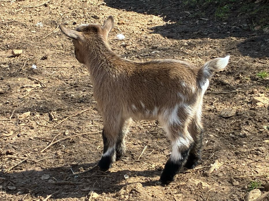 Cabras micro anãs (machos e femeas)