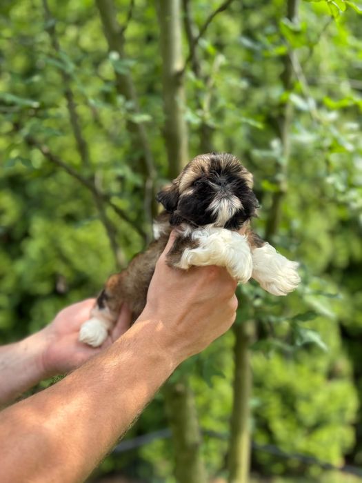 Shih-Tzu piekna sunia z rodowodem