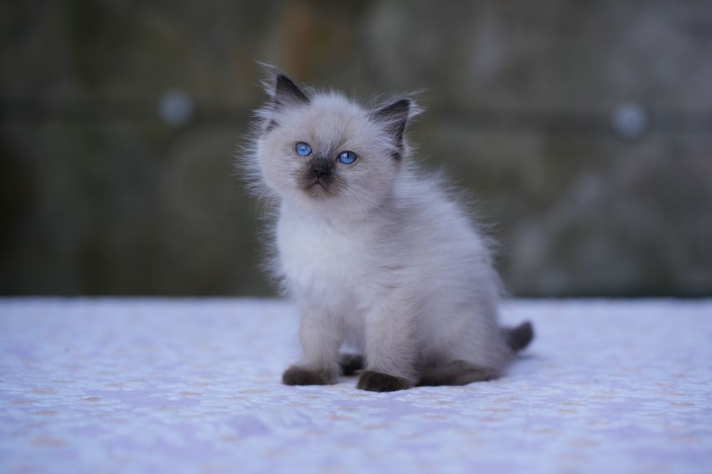 Kotka ragdoll odbiór lipiec Cattris