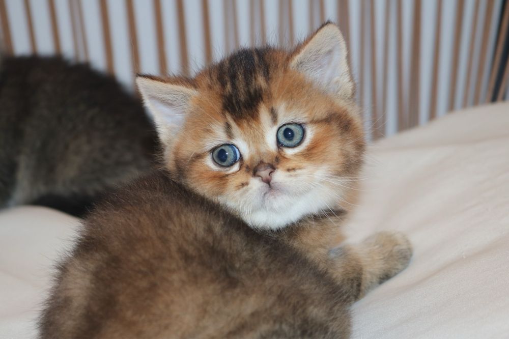 gatinho scottish straight golden