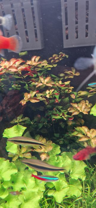 Ludwigia repens, szczyty