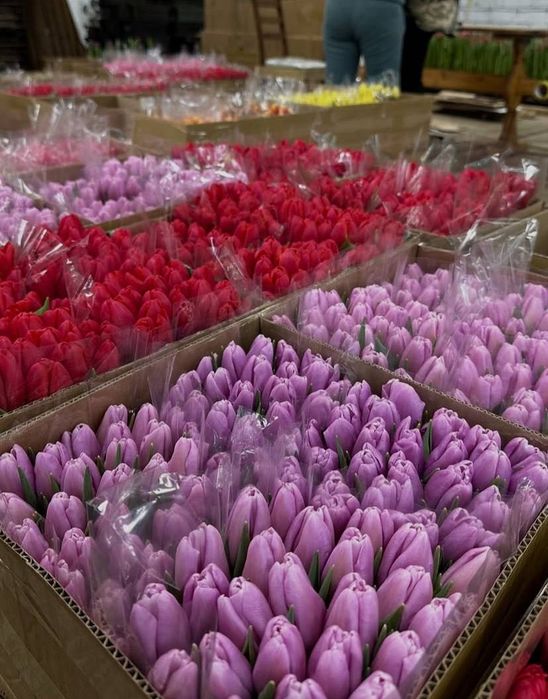 Тюльпани опт- роздріб  букети з доставкою по всій Україні