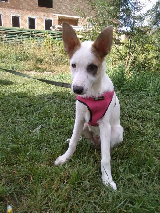 Луна в добрые руки!