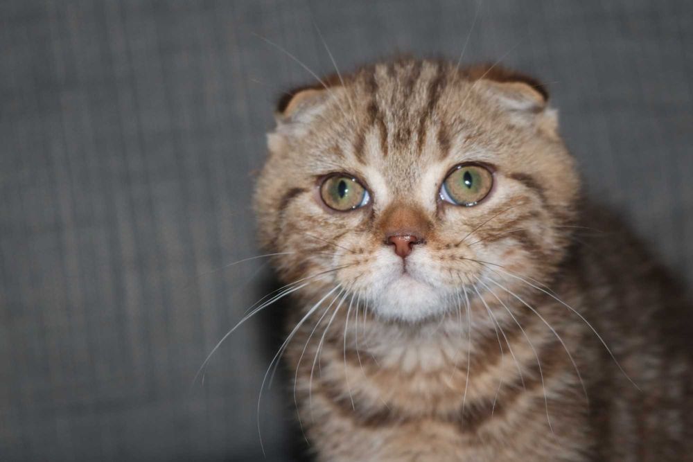 gatinho scottish fold golden brown