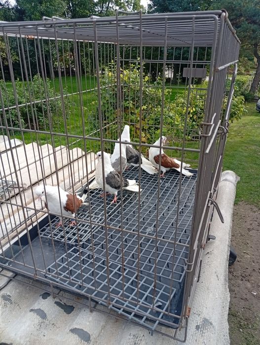 Witam posiadam nadwyżkę gołębi