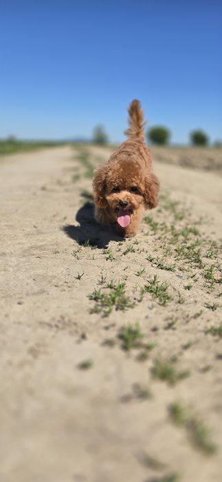 Cavapoo/ zwolniona rezerwacja / dziewczynka po wszystkich szczepieniach