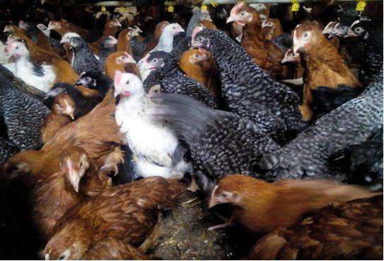 Kury nioski młode kury kurki ogólnoużytkowe dowóz