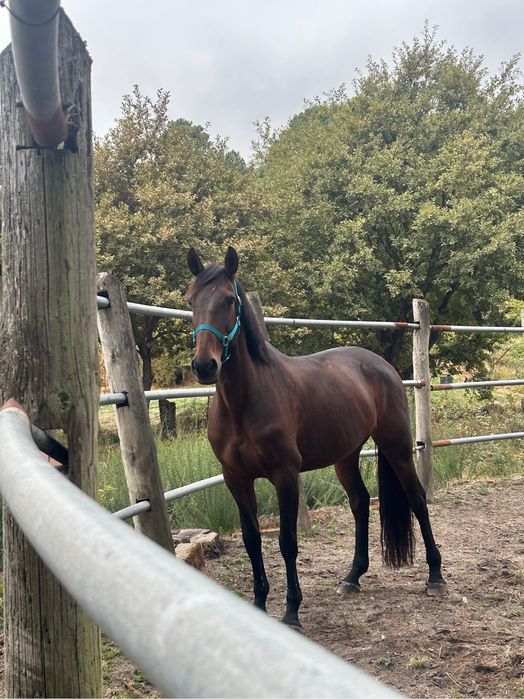 Égua de obstáculos